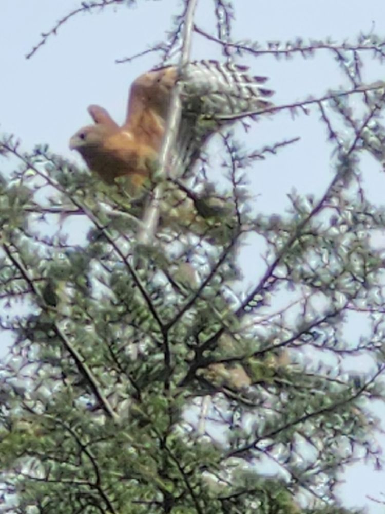 Red breasted haek with wings partially unfolded hanging out in an evergreen tree