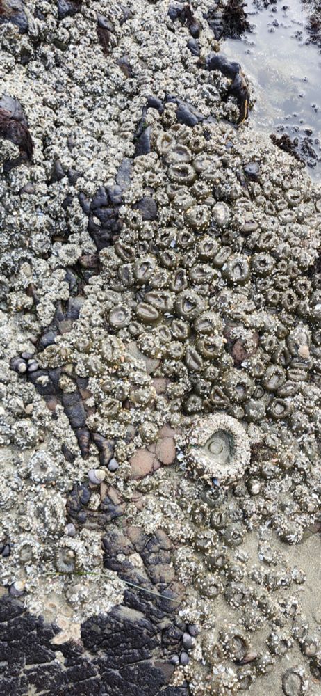 Aggragating anemone covering a rock in the water.  One Giant Green anemone on far right just below center