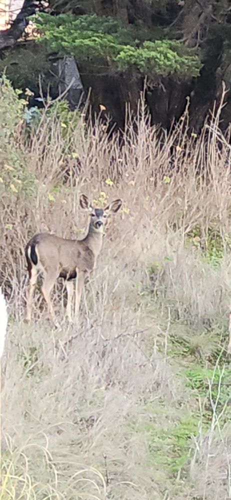 Black tailed young deer looking over their shoulder