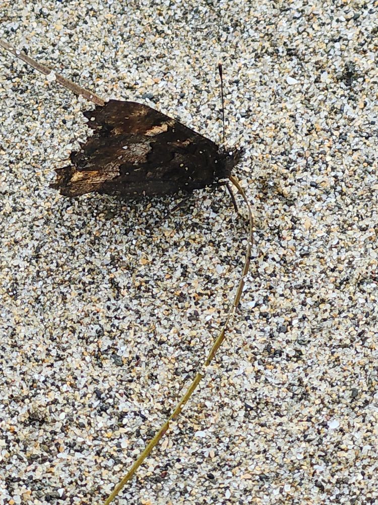 May be a Mourning Cloak butterfly that is injured