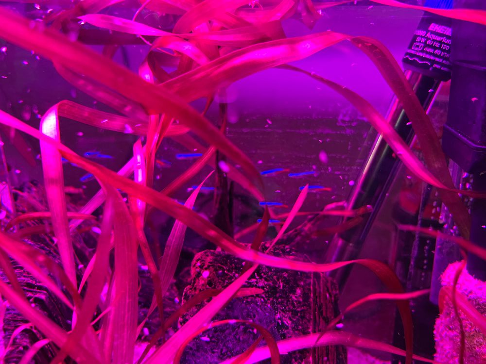 Fish tank with Neon Tetras in the sheltering plants