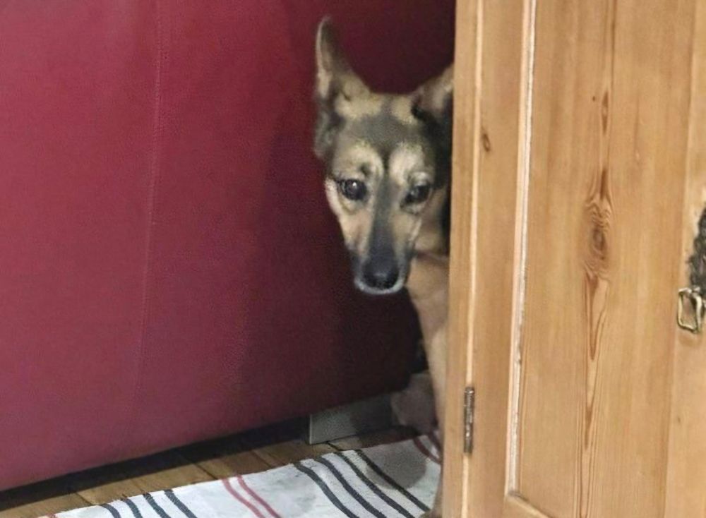 Sophie peering timidly from behind the sofa