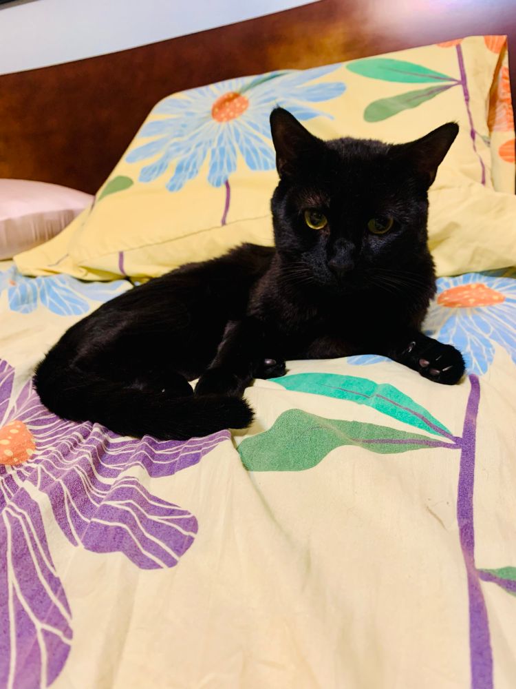A black cat with green eyes sits lazily on a bed with bright yellow sheets with purple and blue flowers on them. 