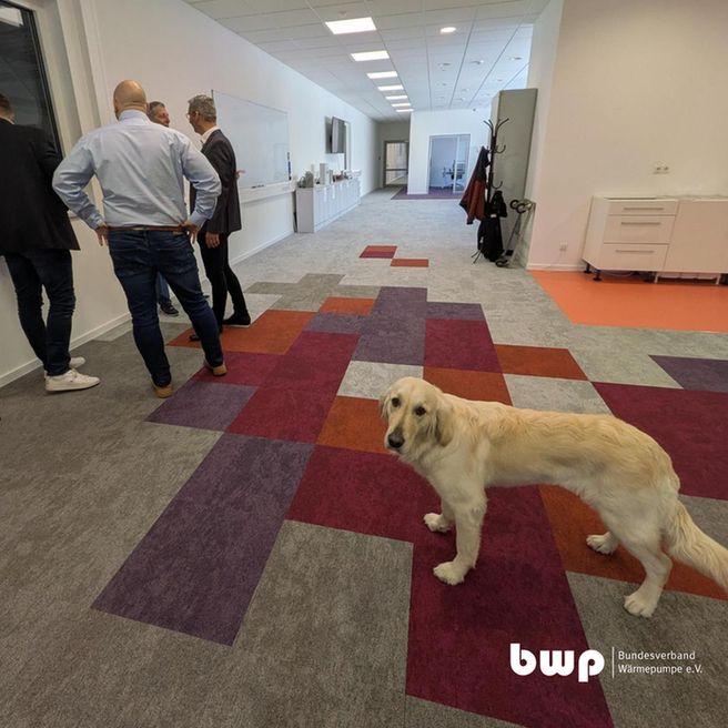 Ein heller Flur mit modernen Büros auf der rechten Seite und offenen Türen im Hintergrund. Auf dem mehrfarbig gemusterten Teppich (Grau, Rot, Orange, Lila) steht ein heller Golden Retriever oder Labrador-Mischling im Vordergrund und blickt direkt in die Kamera. Mehrere Personen stehen im Hintergrund in einer Gesprächsgruppe. Das bwp-Logo ist unten rechts zu sehen.