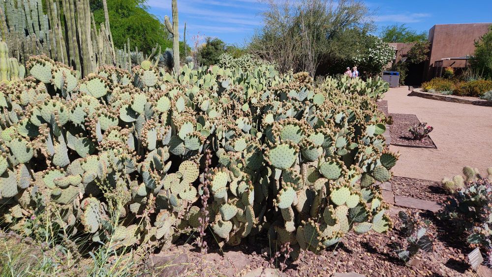 An enormous stand of prickly pear cactus in the desert sun. 