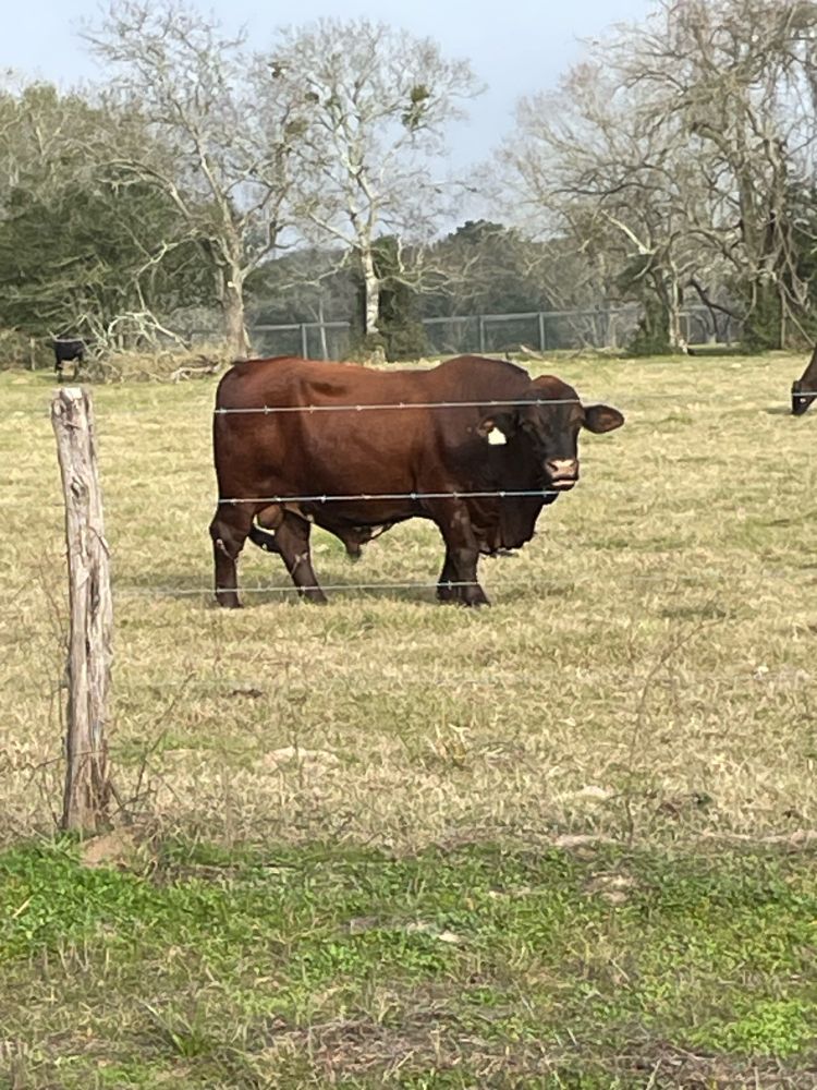 An enormous steer