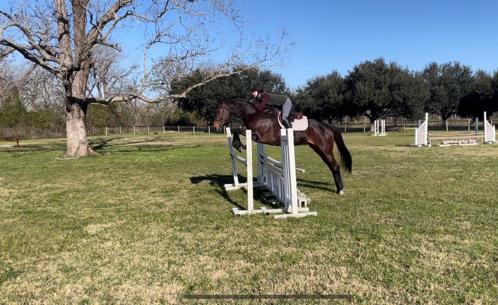 A bay horse jumping an oxer in a grass field with a blue sky overhead 