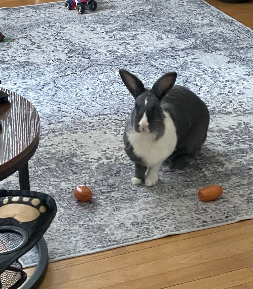 A grey and white bunny staring at the camera 