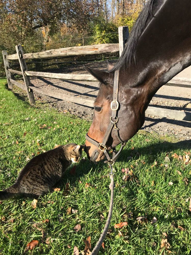 A bay horse nuzzling a brown cat 