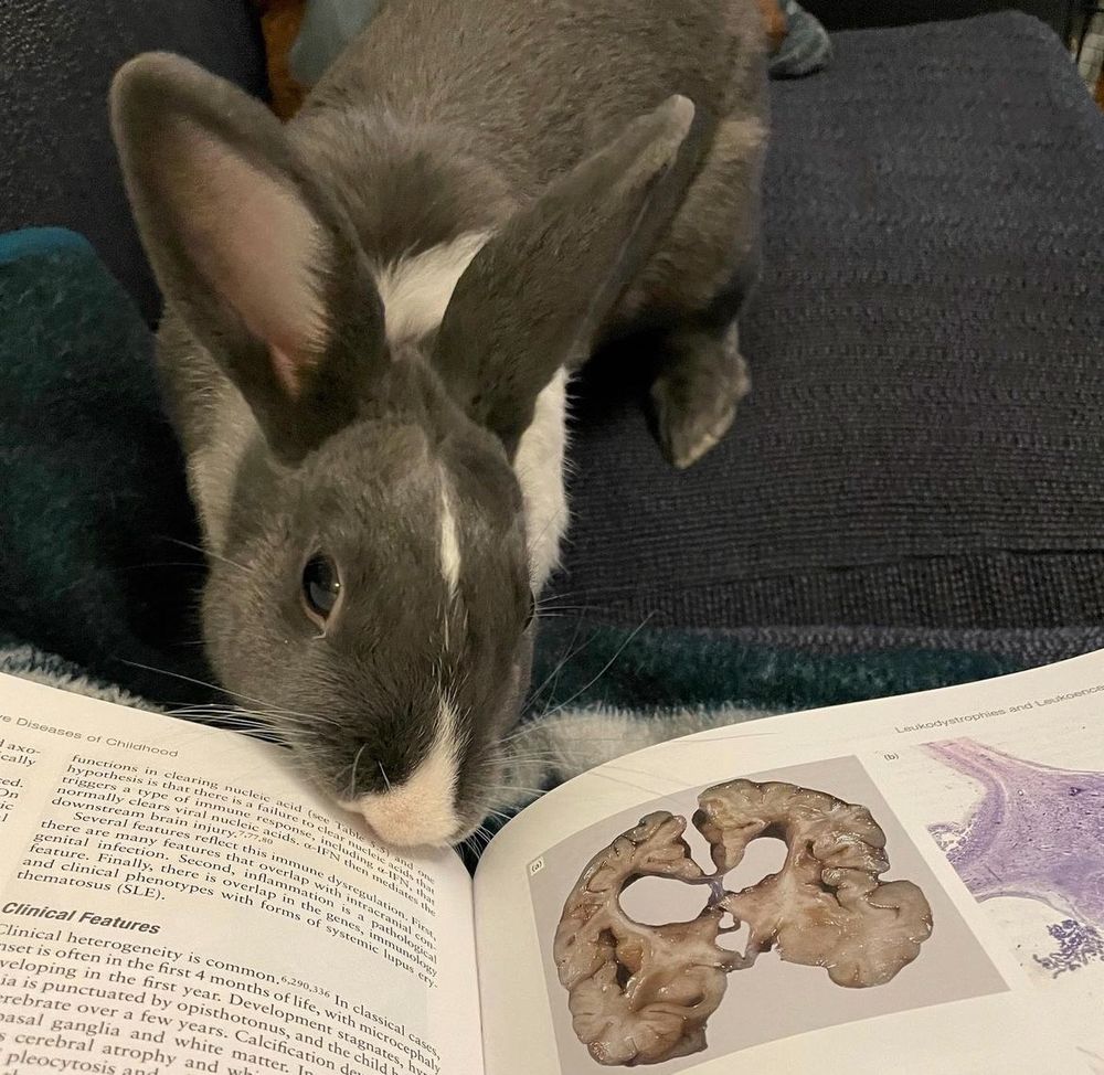 More bunny gnawing on a book