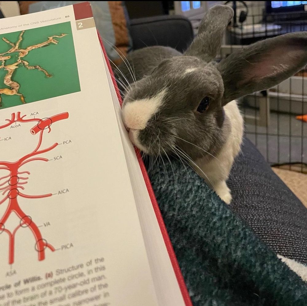 A mischievous bunny chewing on a book