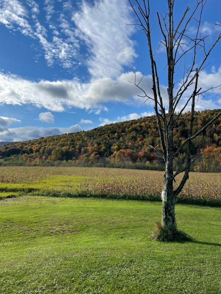 A blue sky over fall foliage and a corn field