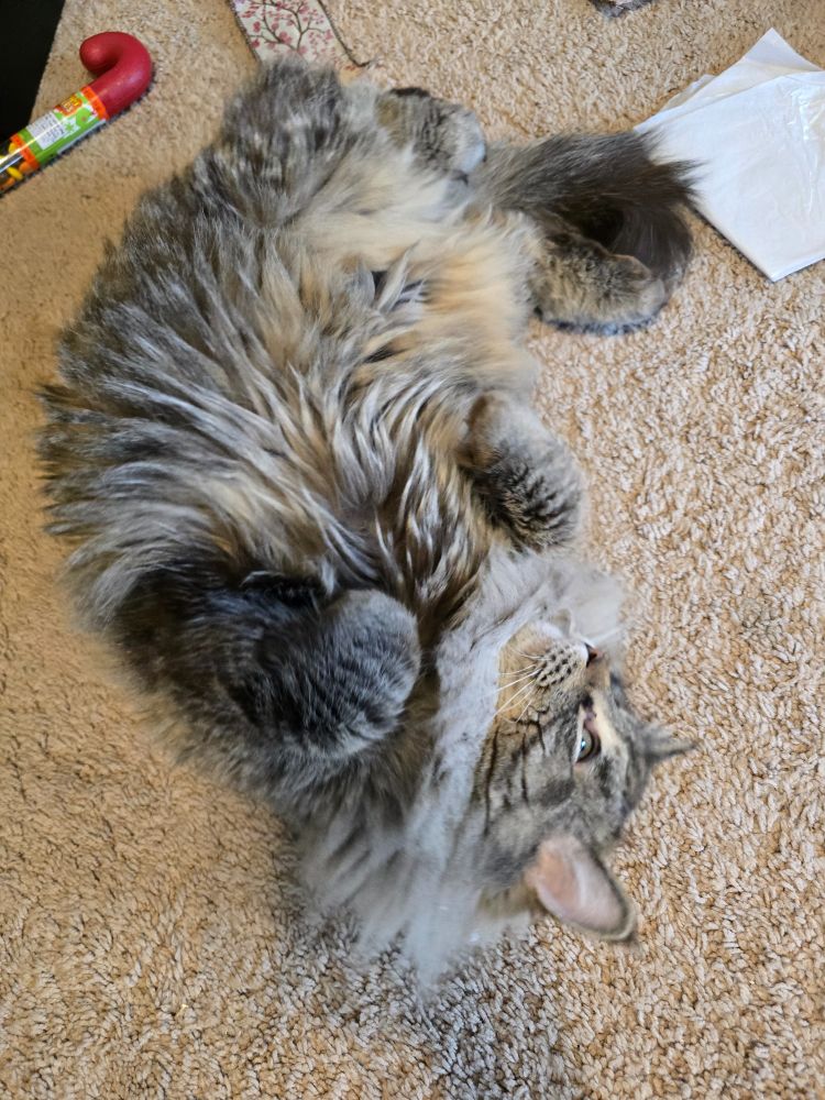 Long haired tabby cat rolled over showing his belly like a total harlot.