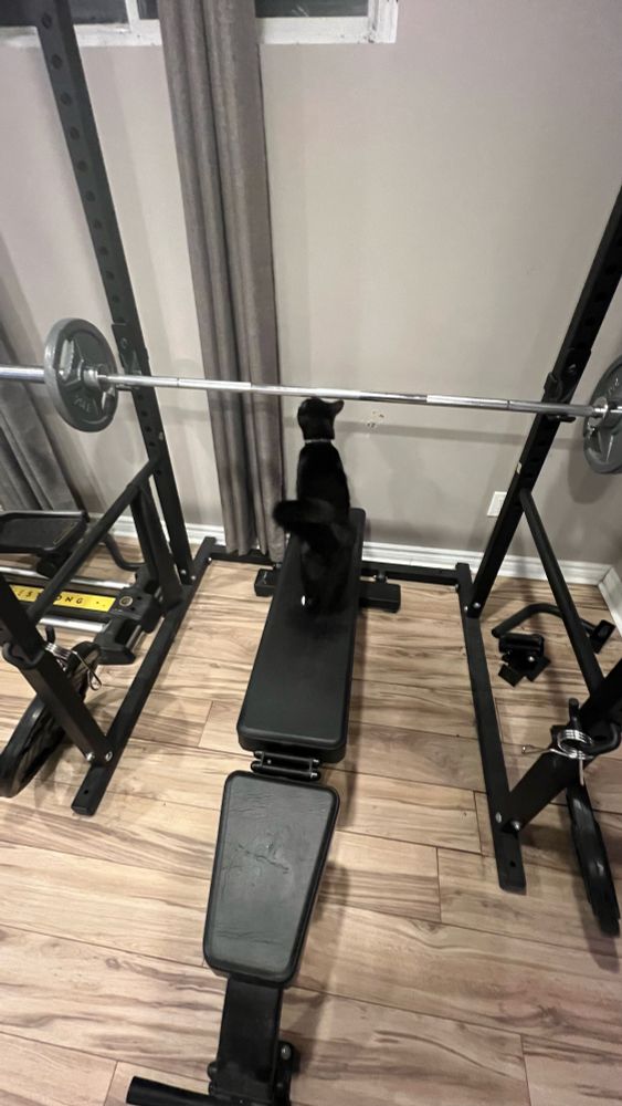 Loki, my black and white tuxedo cat, sitting on my bench sniffing the barbell between my bench press sets 