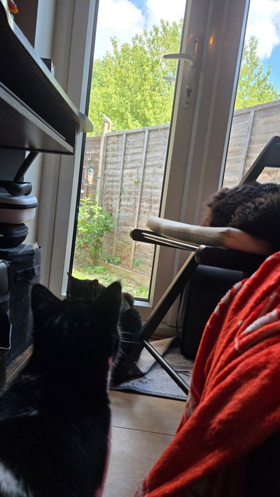 3 black and white cats watching a pidgeon on a fence through a window