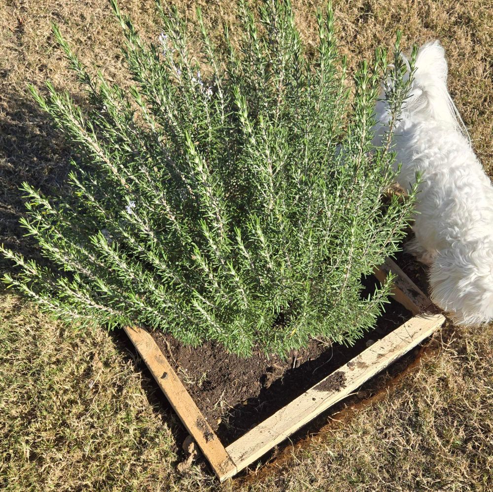 The rosemary plant where we buried Shadow. My other dog Rocko is sniffing around it.