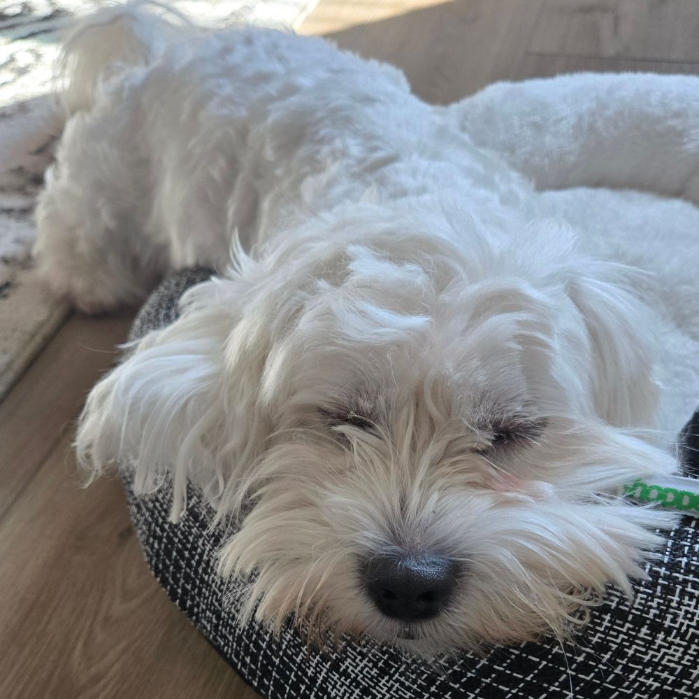 picture of my dog Rocko sleeping and lying his head on his new bed
