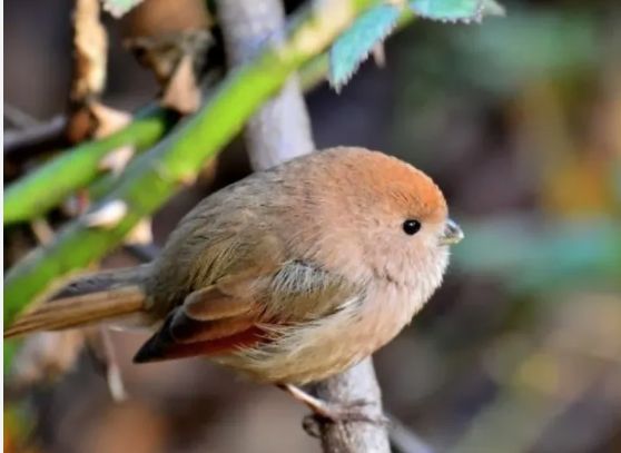 뱁새 (붉은머리오목눈이)