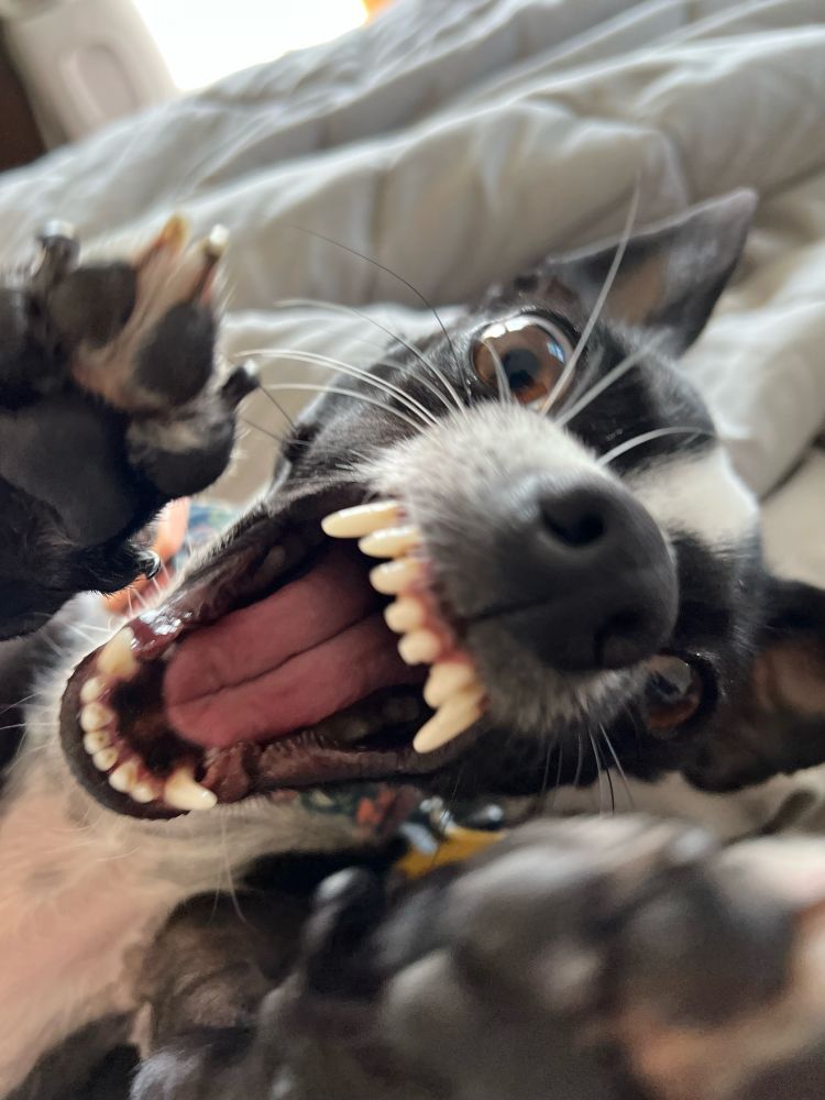 Small black and white dog that looks like he is attacking the camera. He is actually playing. 