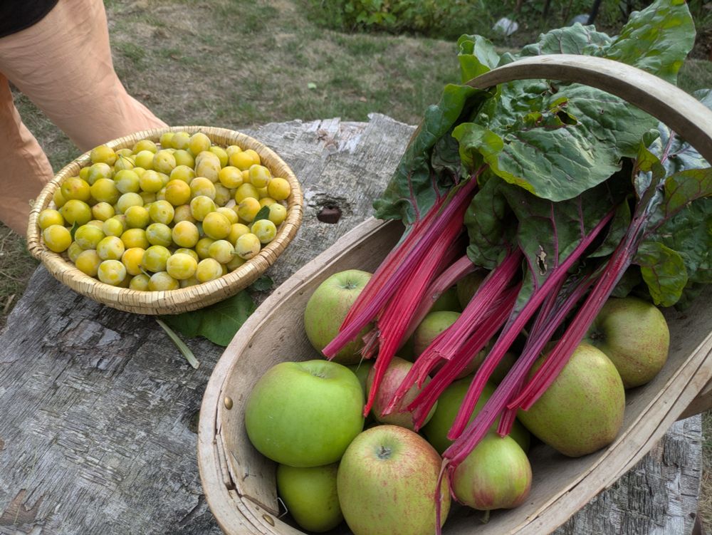 Plums apples and chard.