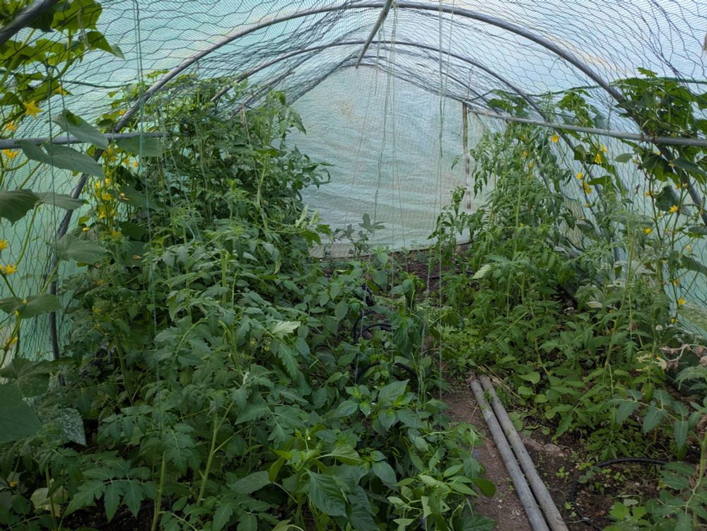 Polytunnel tomatoes chillis peppers and cucumbers