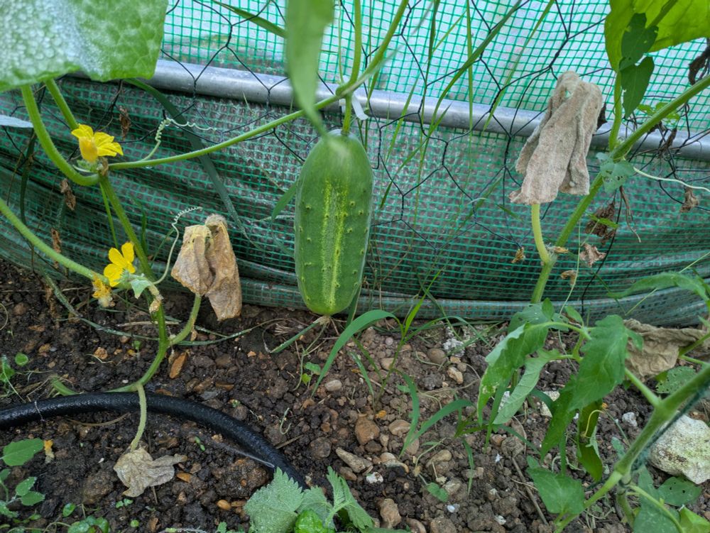 Paris pickling cucumber