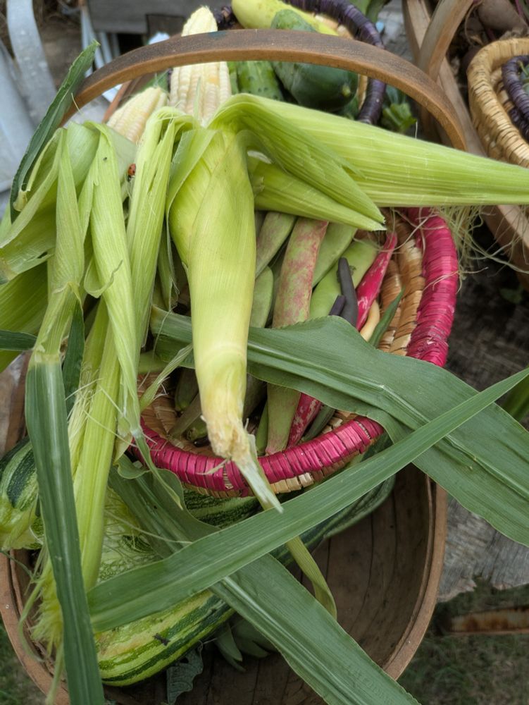 Sweetcorn and beans