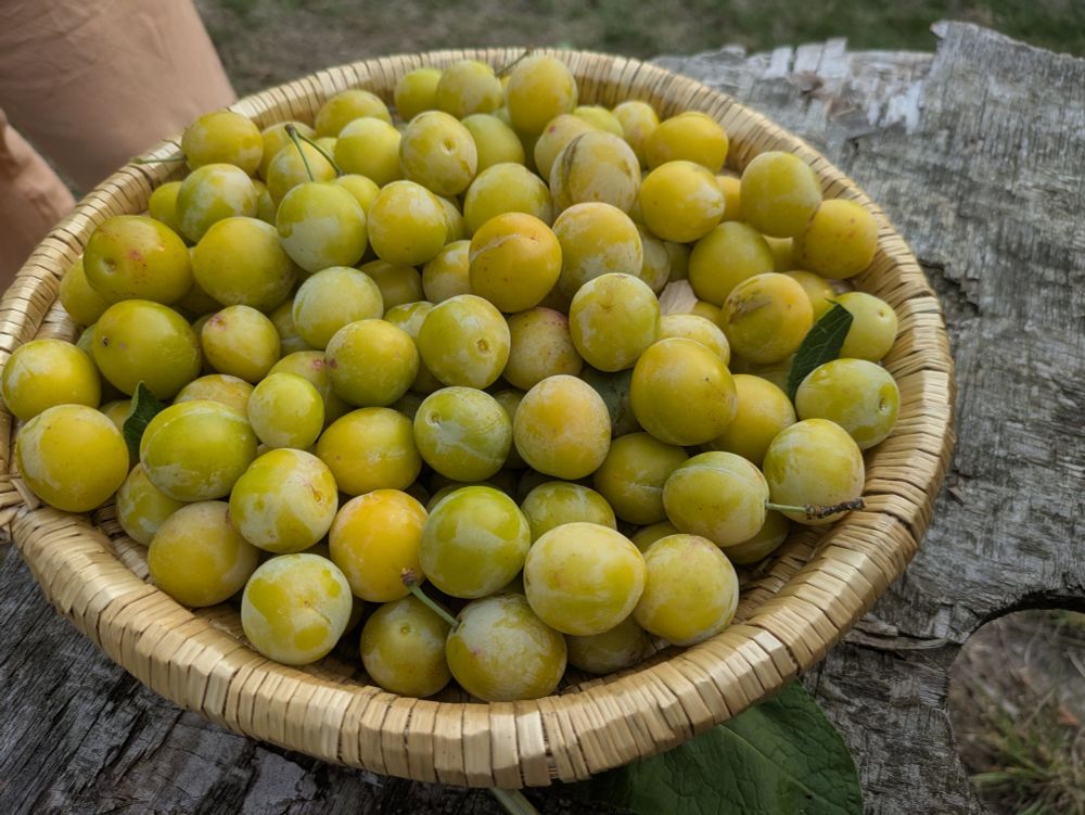 Mirabelle plums
