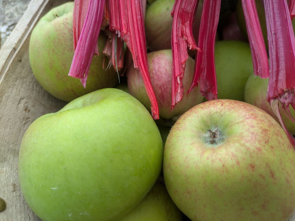 Blenheim orange and ashmeads kernel apples