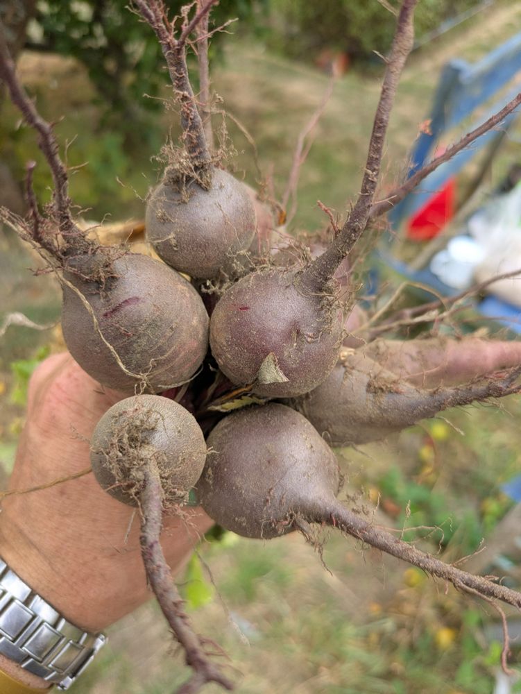 Beetroot bolthardy and cylindra