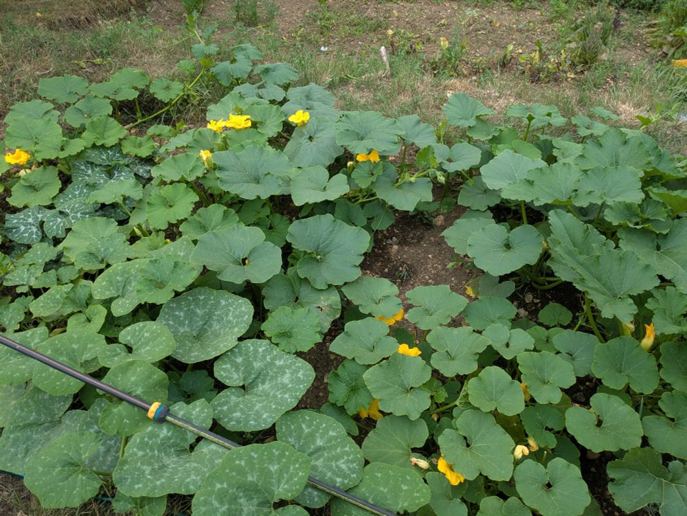 Pumpkin plants