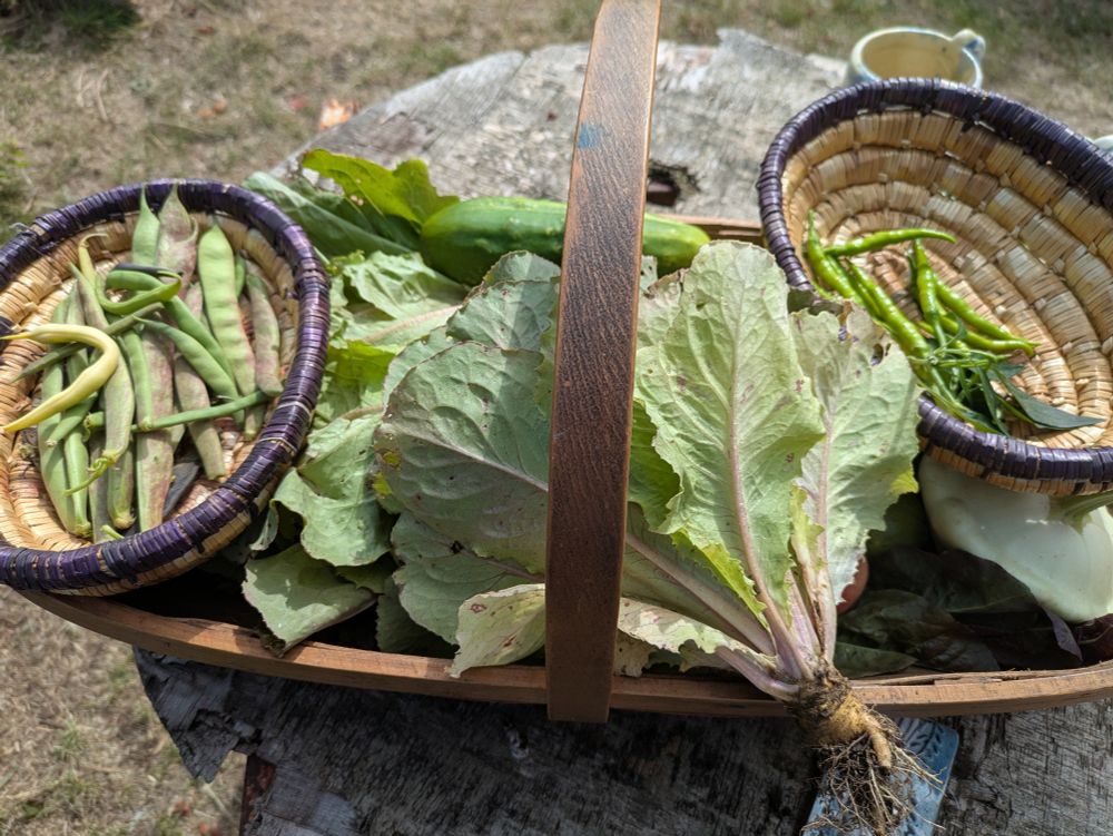 Lettuce beans courgettes and cucumbers