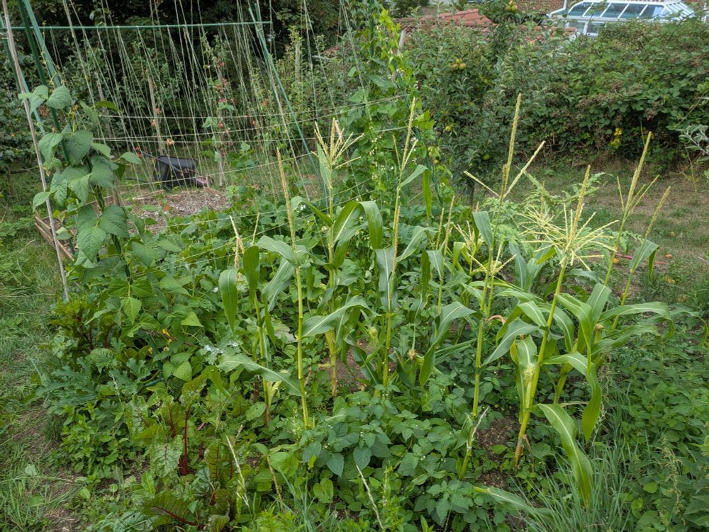 Corn, beans and courgettes 