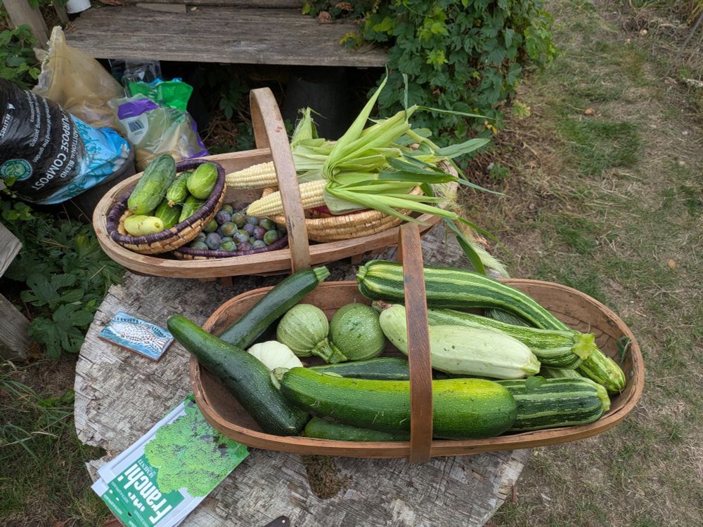 Harvest of courgettes cucumber, sweetcorn