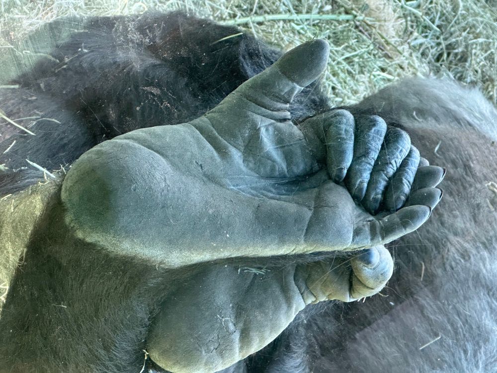 Gorilla feet
