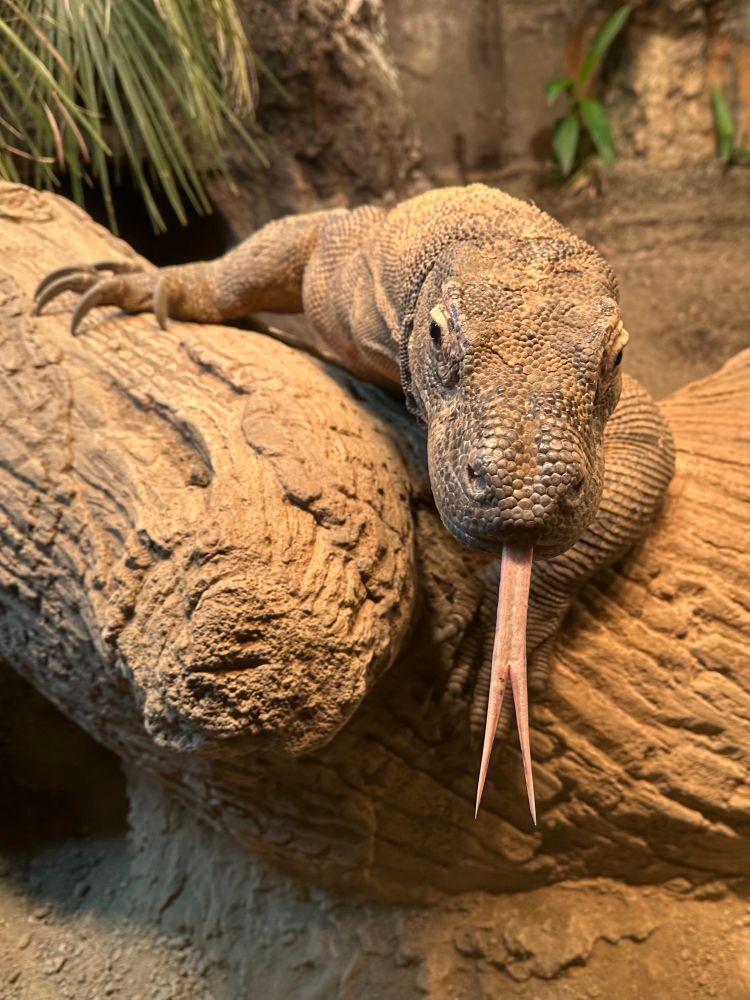 Komodo dragon with tongue out