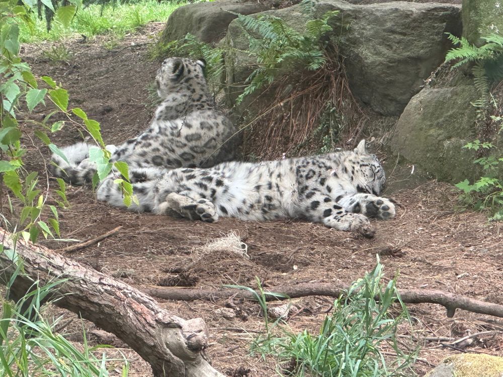 Sleeping snow leopards