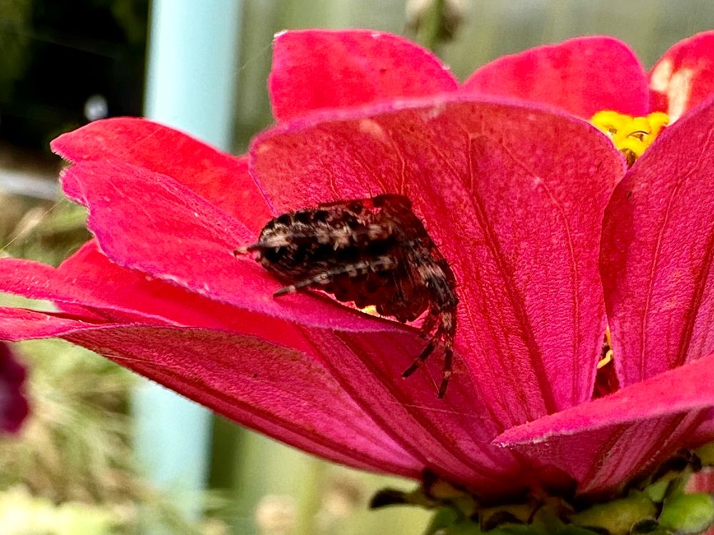 Spider sleeping in Zinia flower