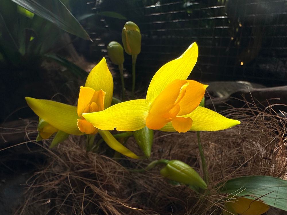 Yellow orchids