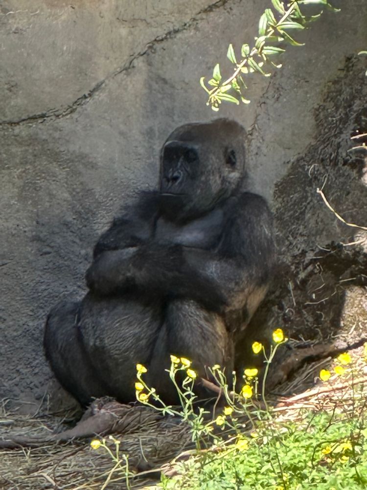 Female gorilla sitting leaning against a wall with her arms crossed
