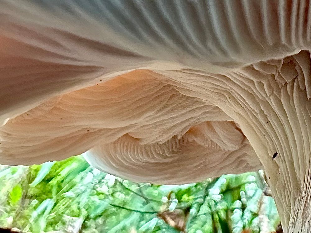 Underside of mushroom
