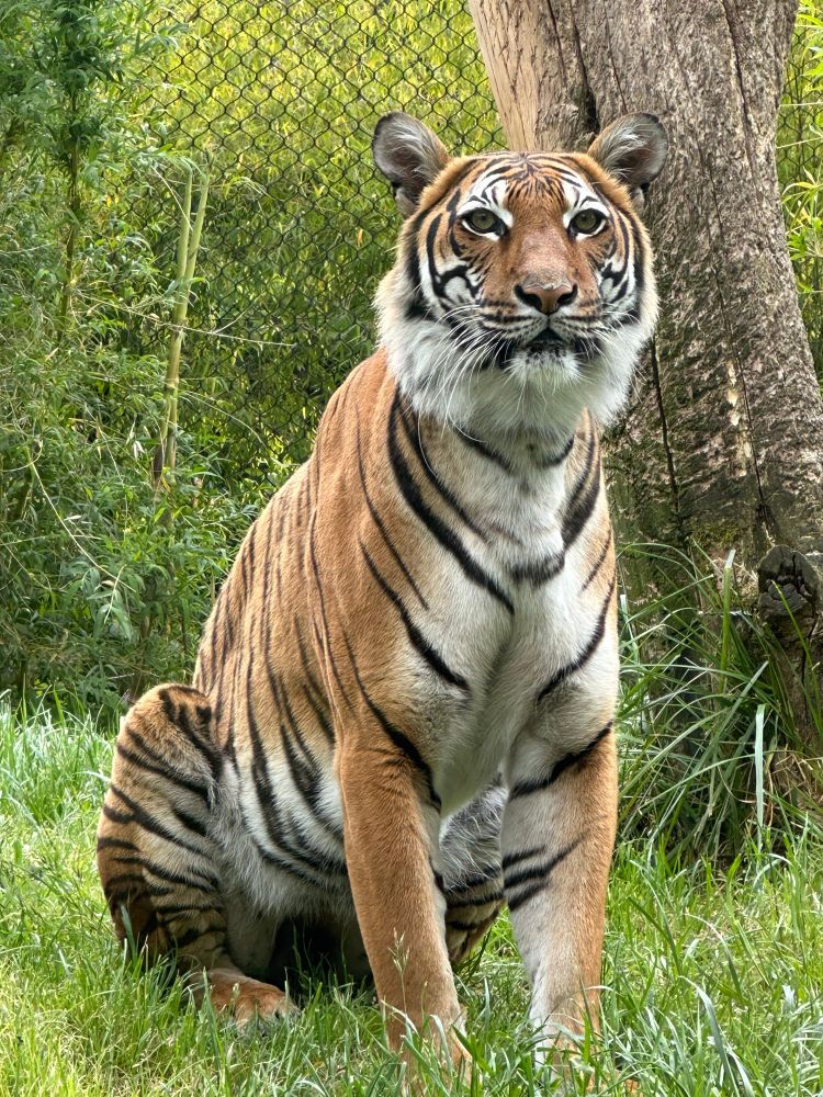 Tiger looking directly at camera