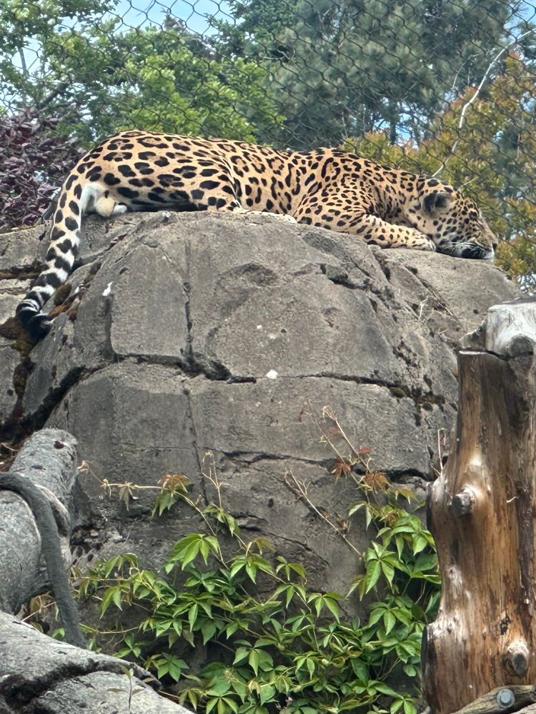 Jaguar lying on top af racks (watching visitors on trail below)
