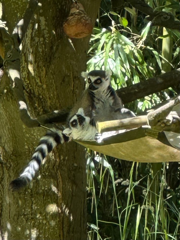 Ringtail lemurs in hammock 