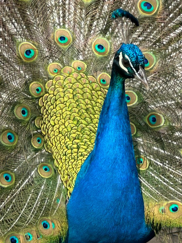 Peacock displaying