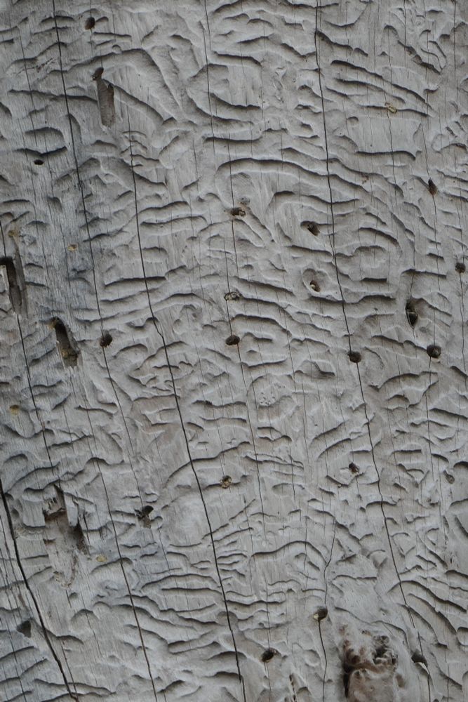 Worm racks and holes in wood