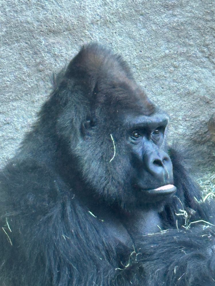 Silver back gorilla waiting for lunch