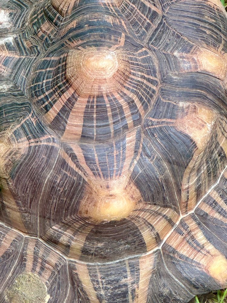 Tortoise 