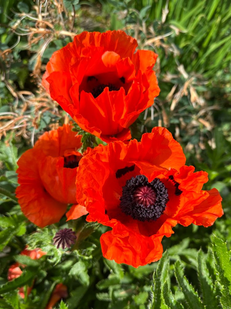 Three orange poppies