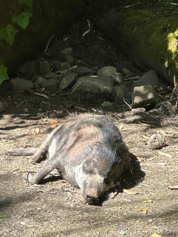 Warty pig sleeping in the sun 